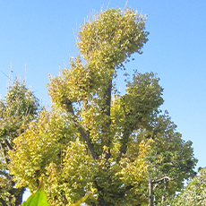 すずらんの写真