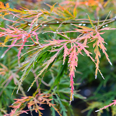 すずらんの写真