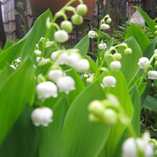 すずらんの写真