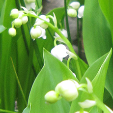 すずらんの写真