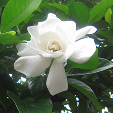 くちなしの写真