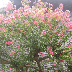 さるすべりの写真